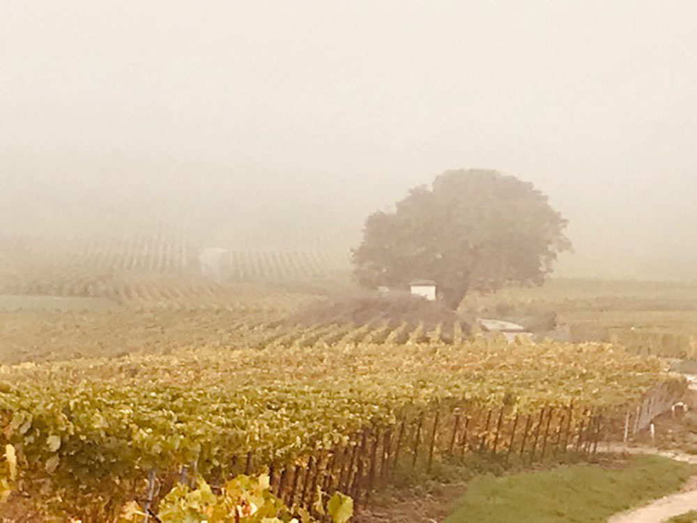 Le vignoble Champagne Vallois